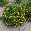 Mandarin Tango Potentilla #2 - Image 2
